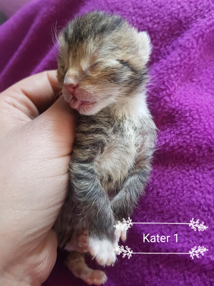 Kater1.jpg (720×960)