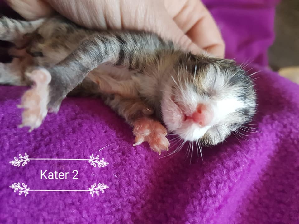 Kater2.jpg (960×720)