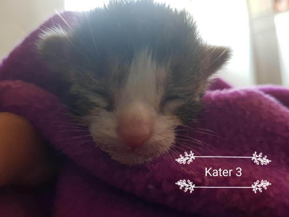 Kater3.jpg (960×720)