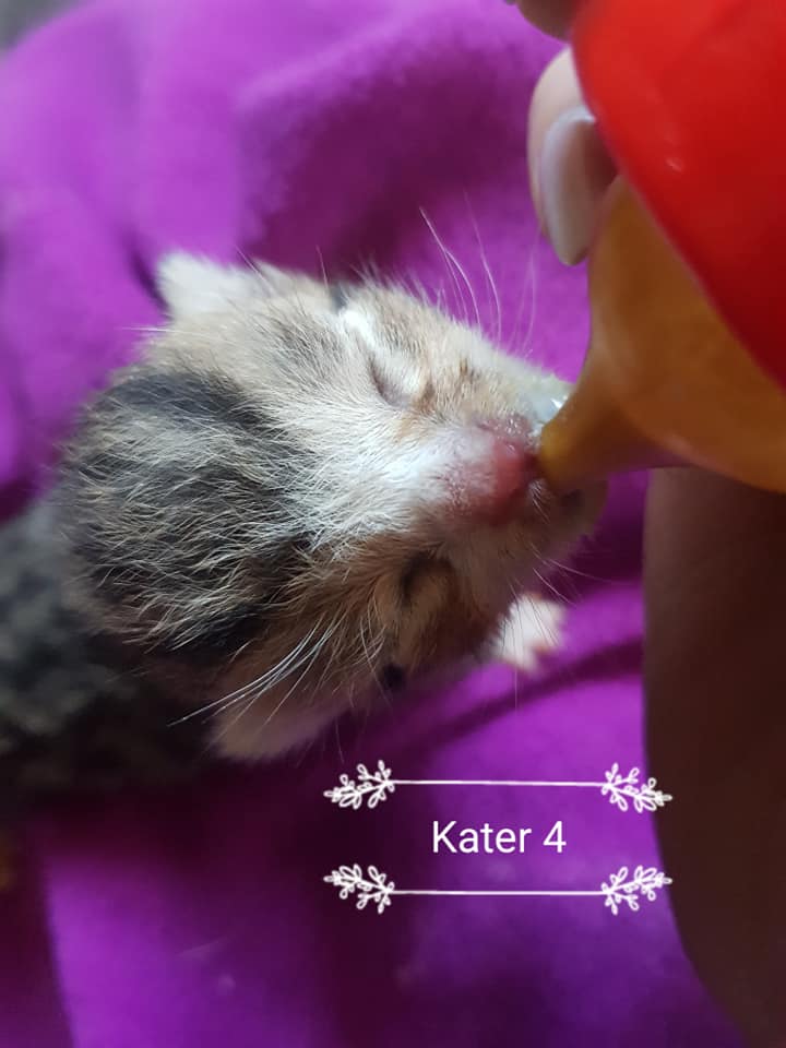 Kater4.jpg (720×960)