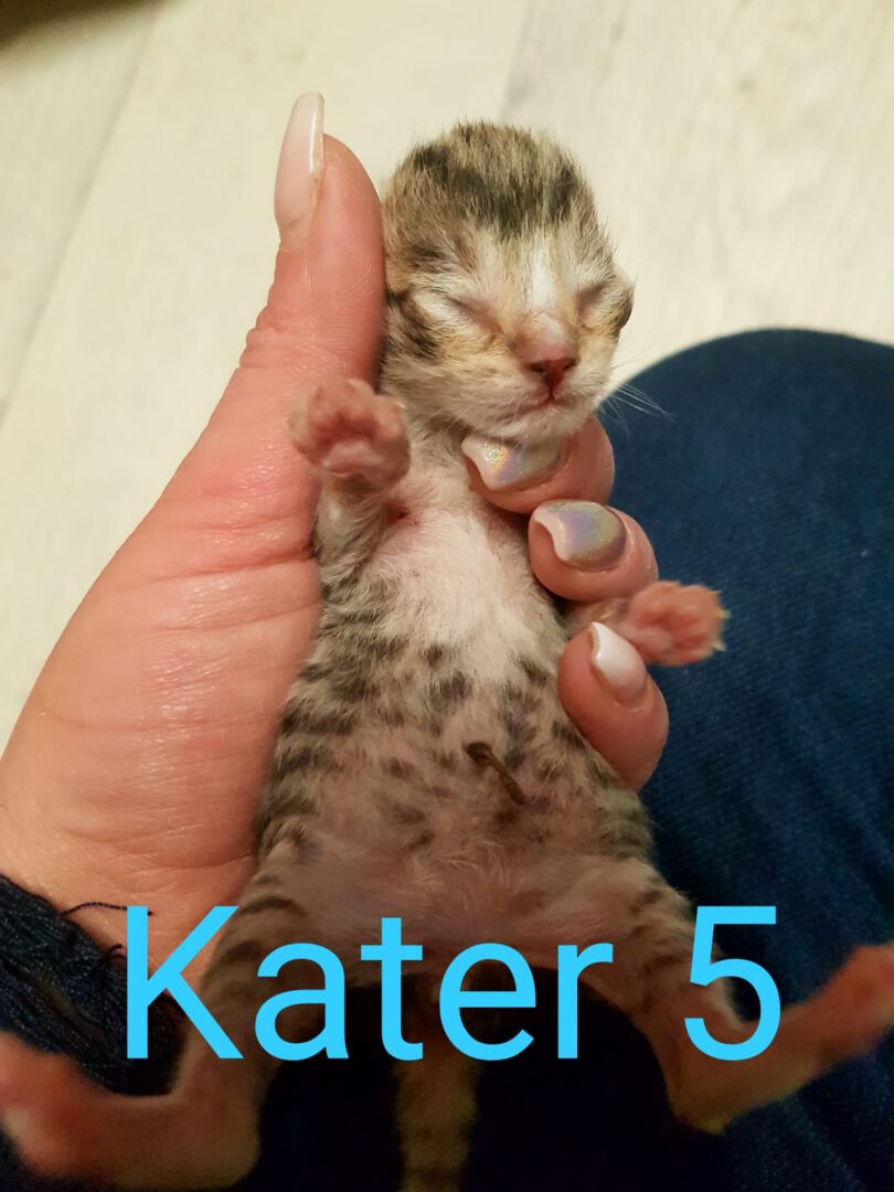 Kater5.jpg (1200×1600)