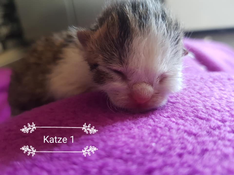 Katze1.jpg (960×720)