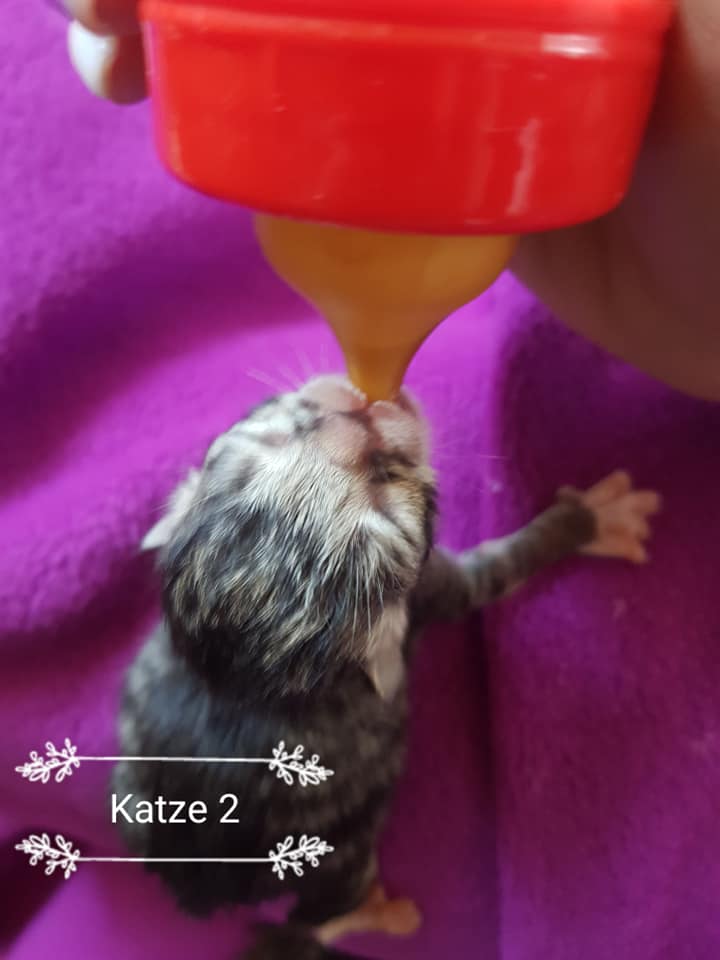 Katze2.jpg (720×960)