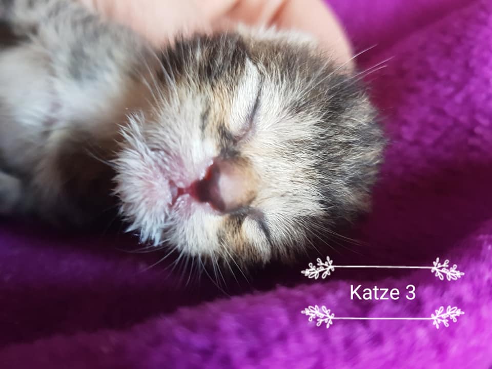Katze3.jpg (960×720)
