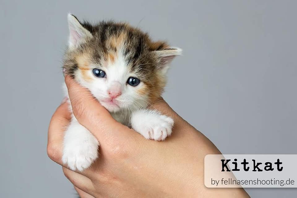 Kitkat.jpg (960×640)