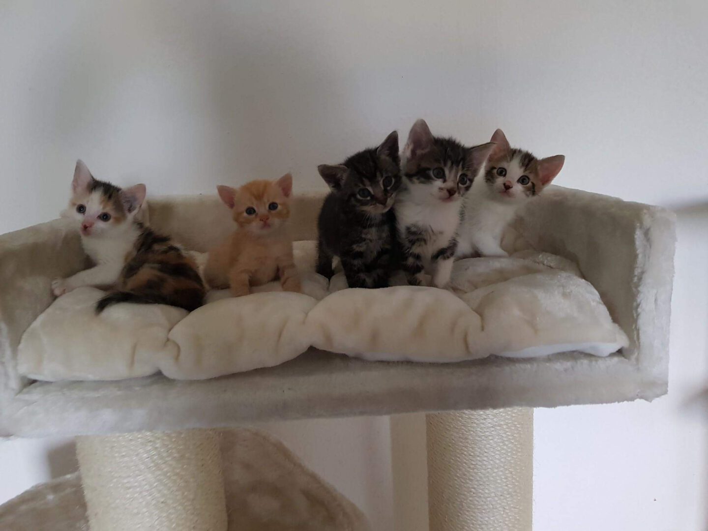 KittenFlauschig1.jpg (2048×1536)