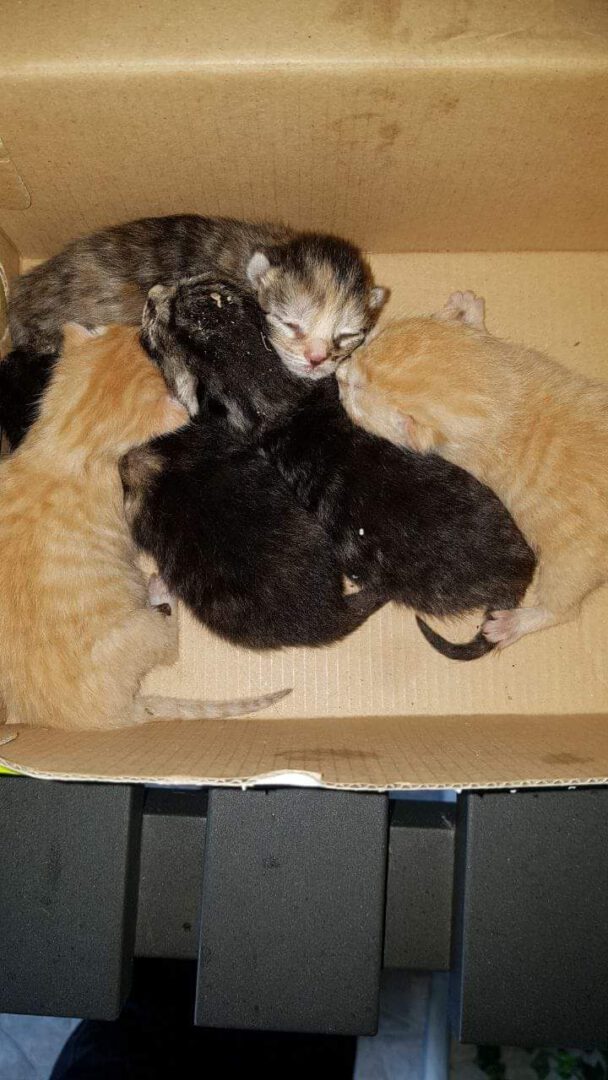 Kittenwaisen.jpg (720×1280)