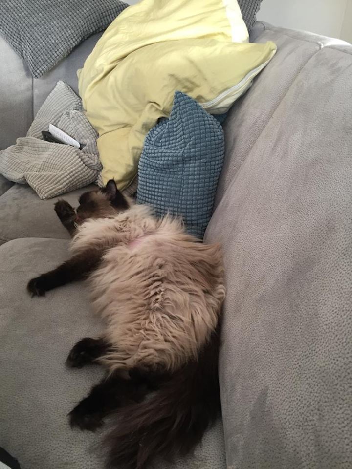 Klio ist schon bei ihrer neuen super lieben Familie angekommen!