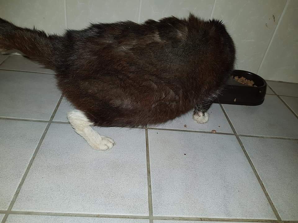 Krümelmonster3.jpg (960×720)