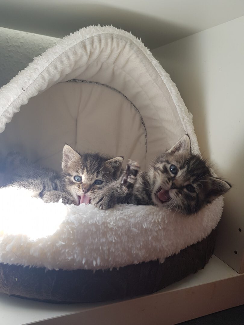 Laeuft3.jpg (1536×2048)