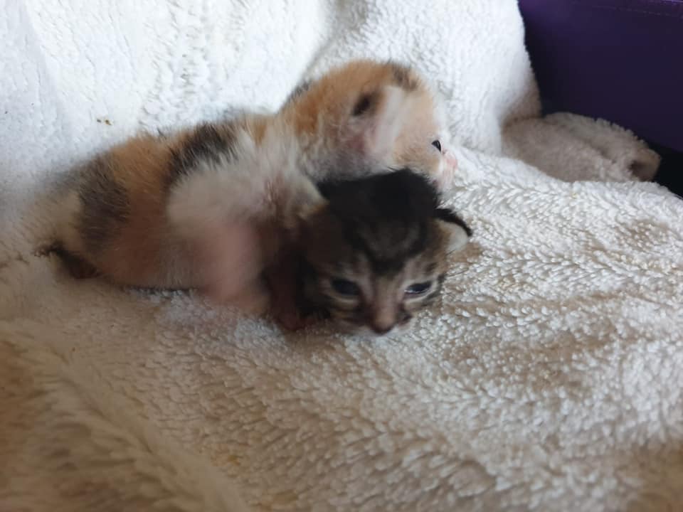 LokiUndLucy2.jpg (960×720)