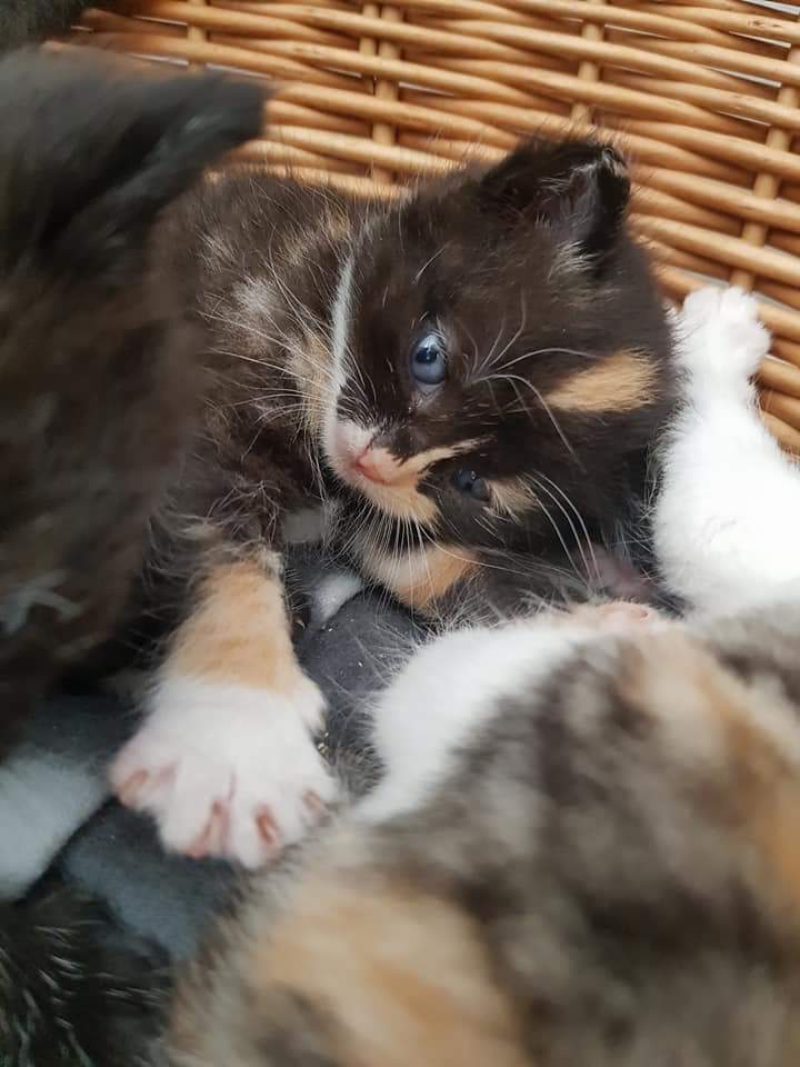 Streunerkitten