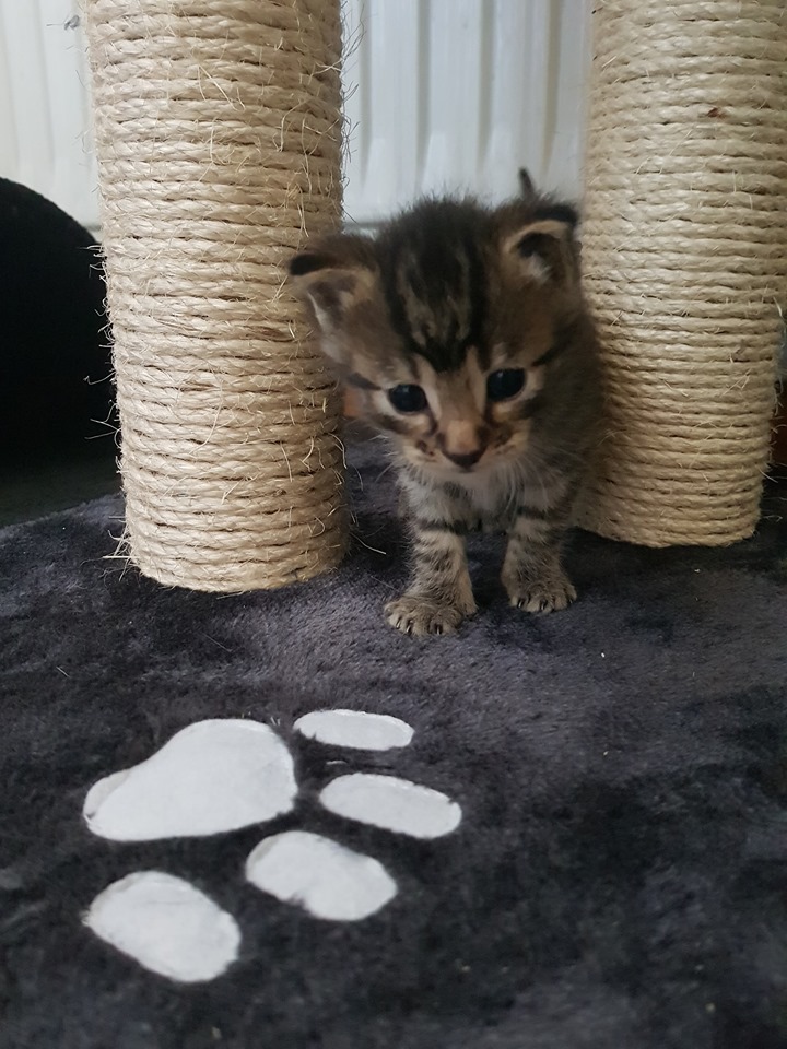 Meow11.jpg (720×960)