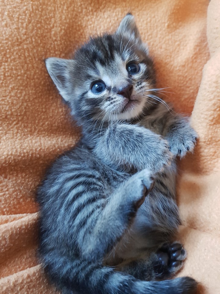 Meow15.jpg (720×960)