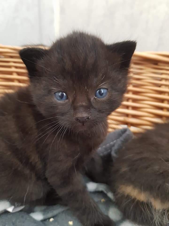 Meow2.jpg (720×960)