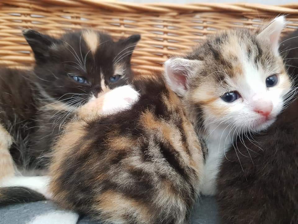 Meow3.jpg (960×720)