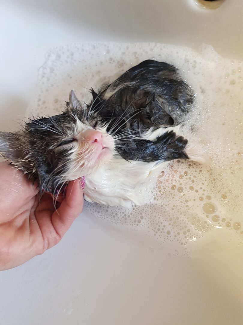 Schönen Sonntag wünscht euch Merlin!!! Er wurde heute gebadet :-)