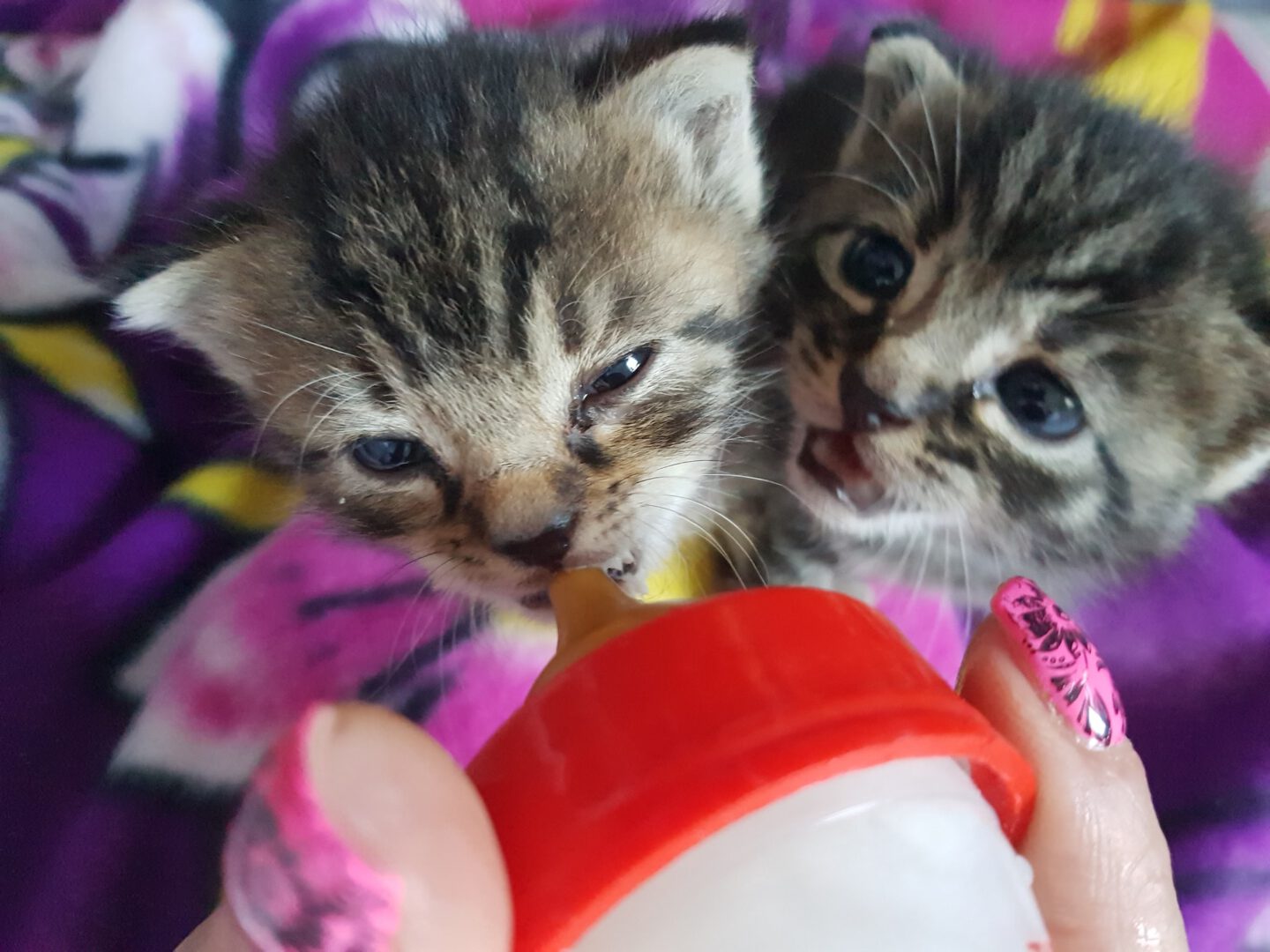 Miiiillllcccchhhhhhhh.jpg (2048×1536)