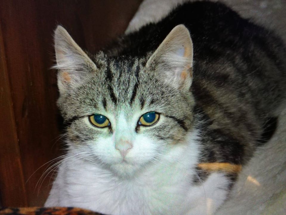 Neuzugänge11.jpg (959×720)