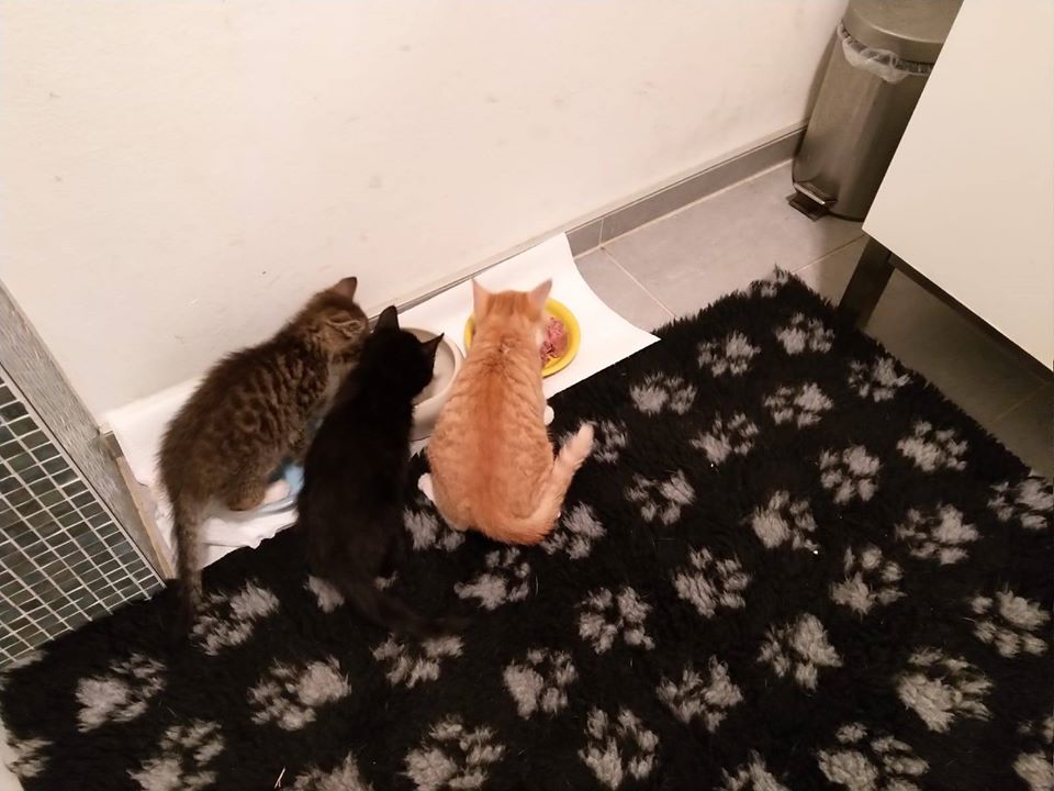 Neuzugänge13.jpg (960×720)