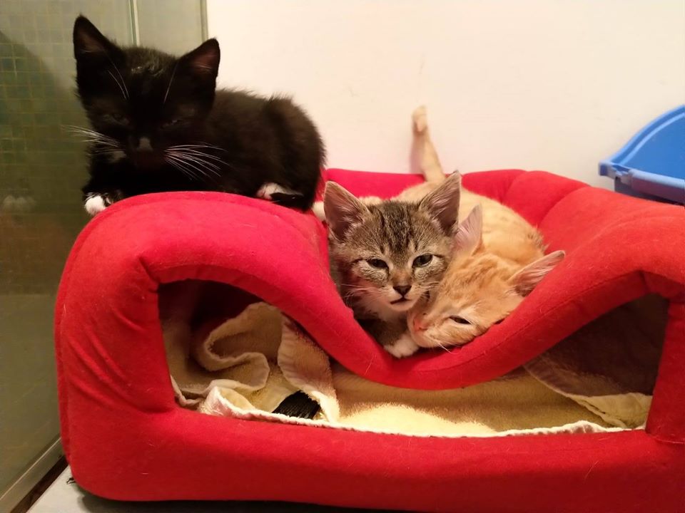 Neuzugänge4.jpg (960×720)