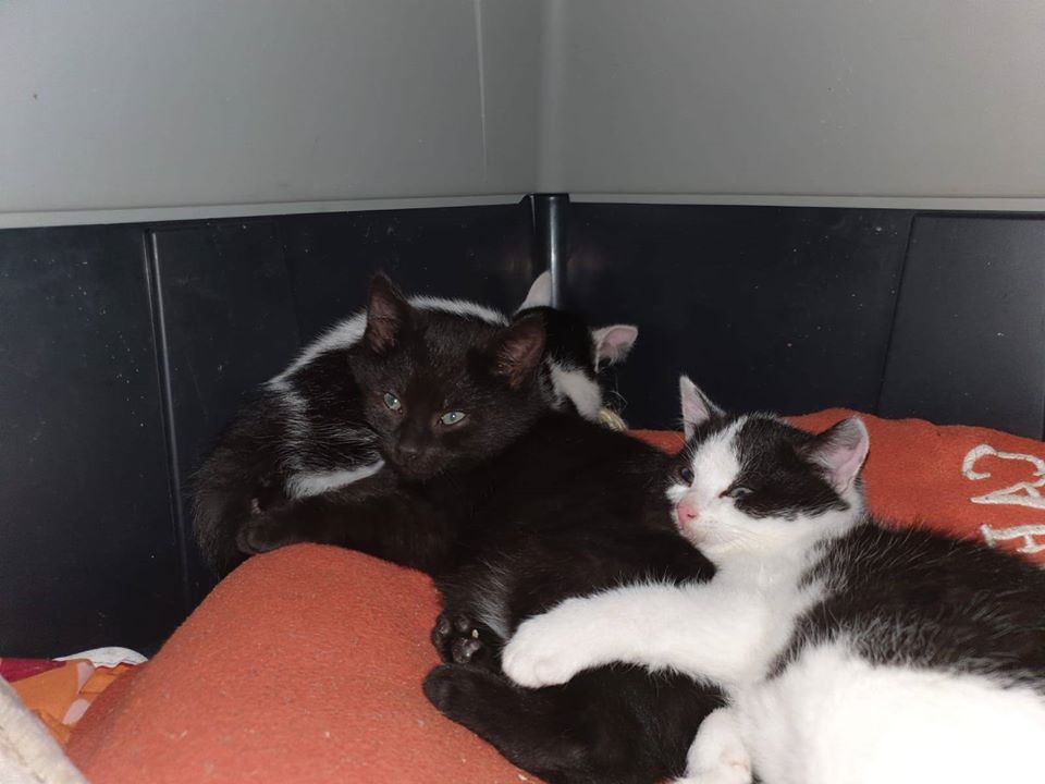 Neuzugänge9.jpg (960×720)