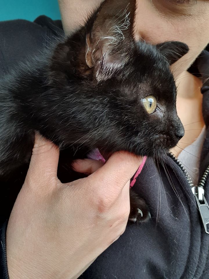 Wie erkläre ich einem 13 Wochen alten Kater und seinen Geschwistern, dass sie niemand adoptieren möchte?