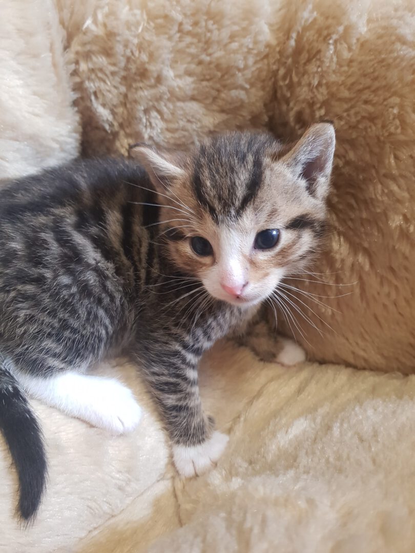 Hey Ihr Paten der 8 Zwerge.