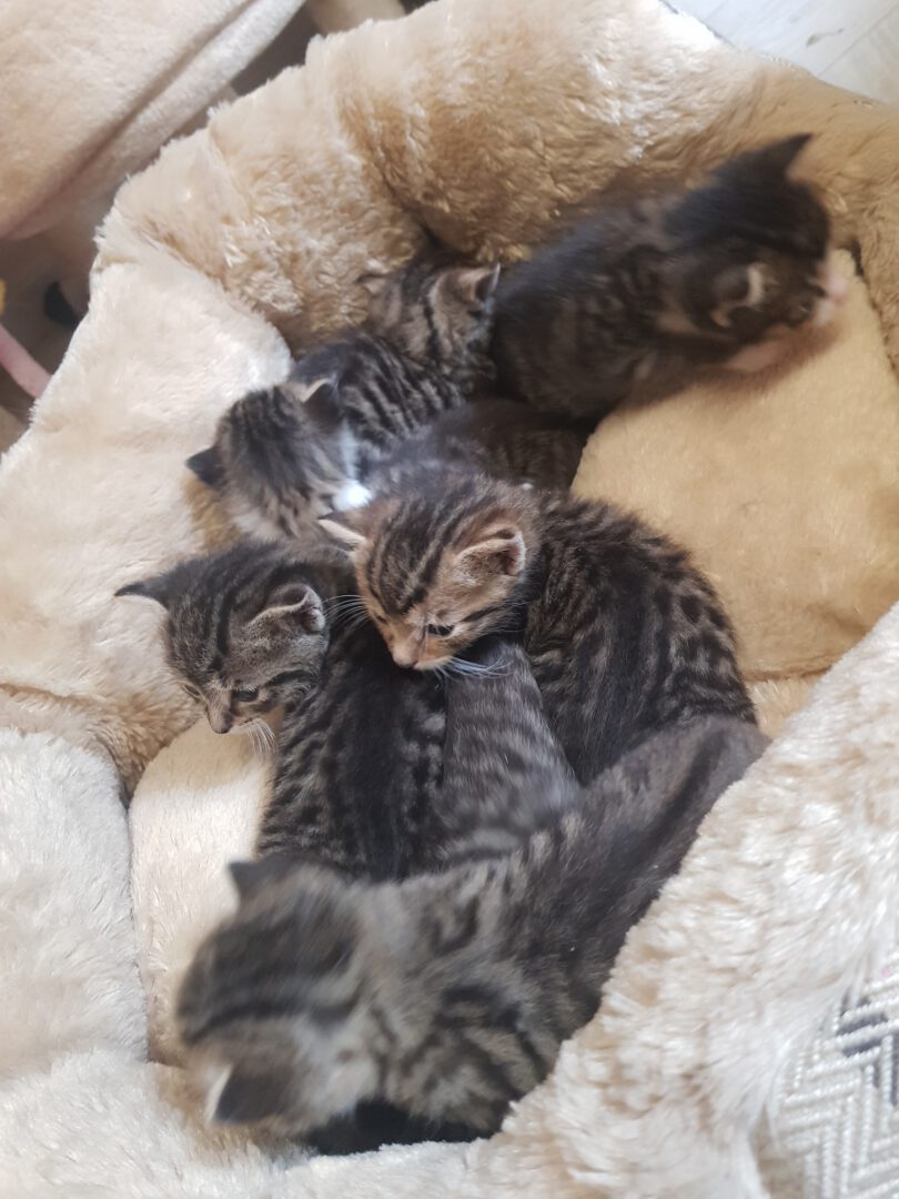 Paten21.jpg (1536×2048)