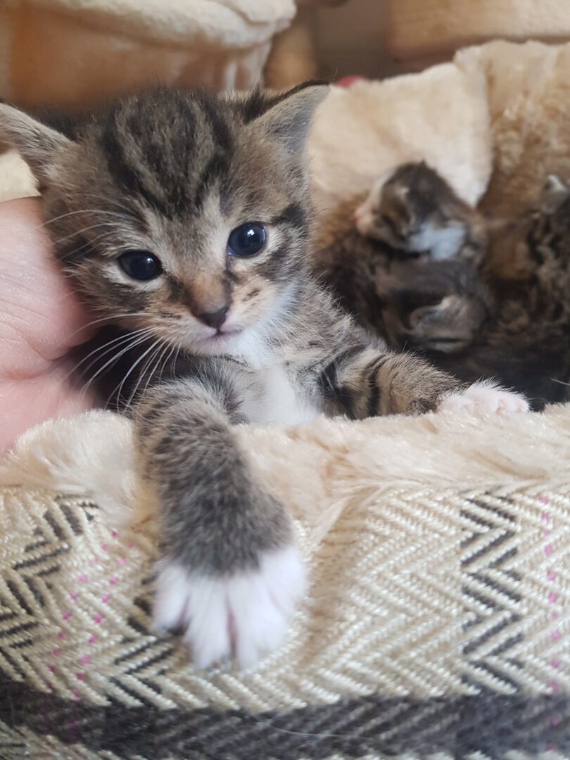 Paten22.jpg (1536×2048)