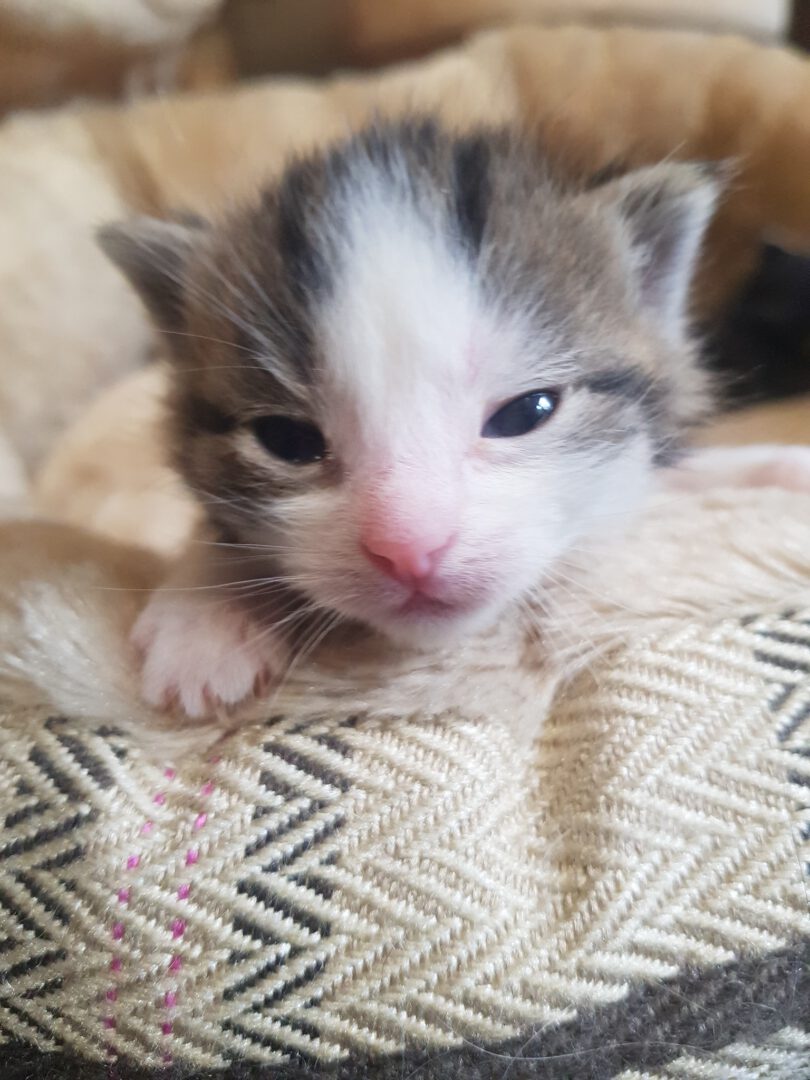 Paten26.jpg (1536×2048)