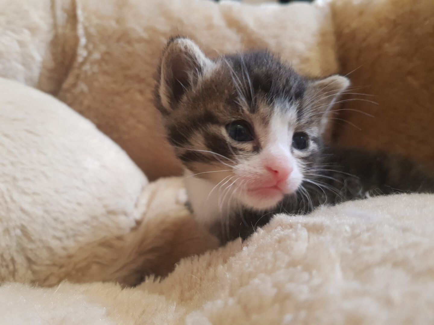 Paten28.jpg (2048×1536)