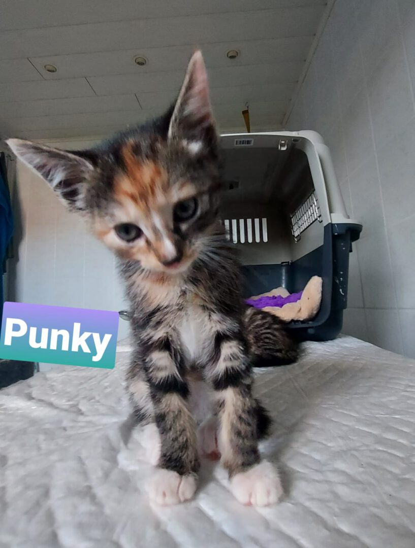 Punky.JPG (1059×1400)