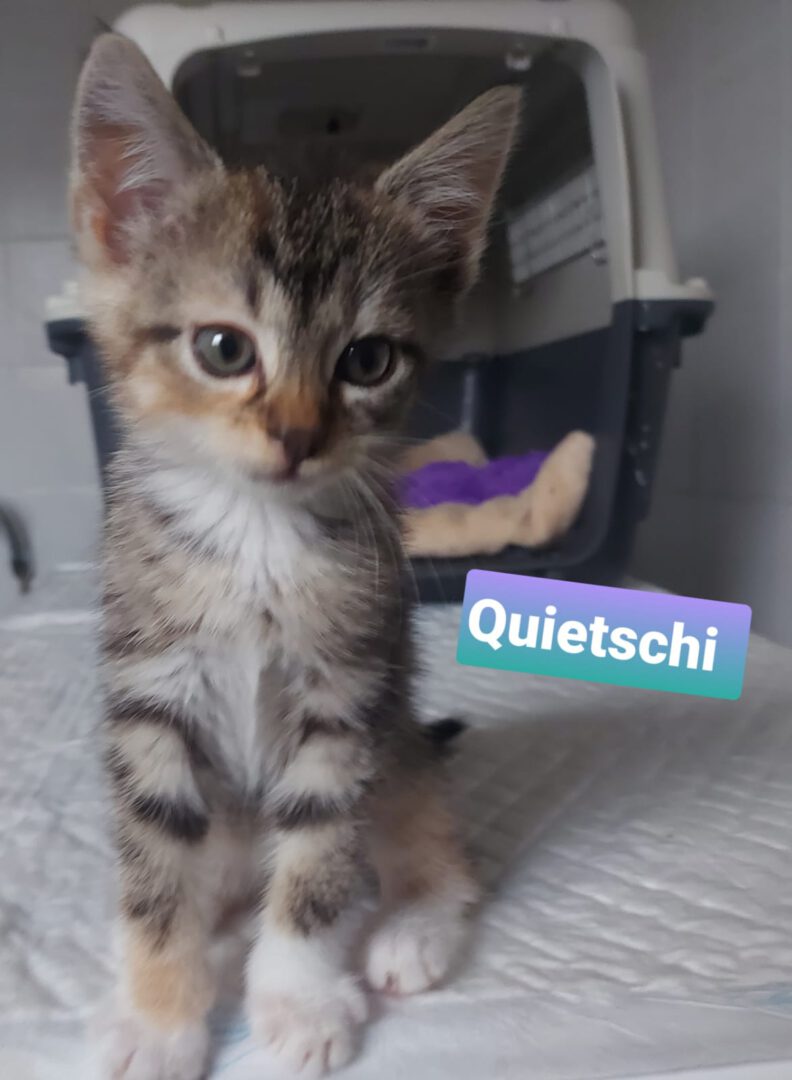 Quitschi.JPG (1173×1600)