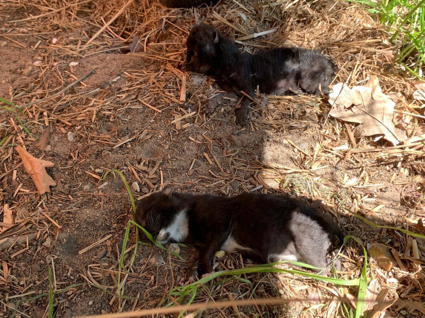 R.I.P.Babys.jpg (1600×1200)