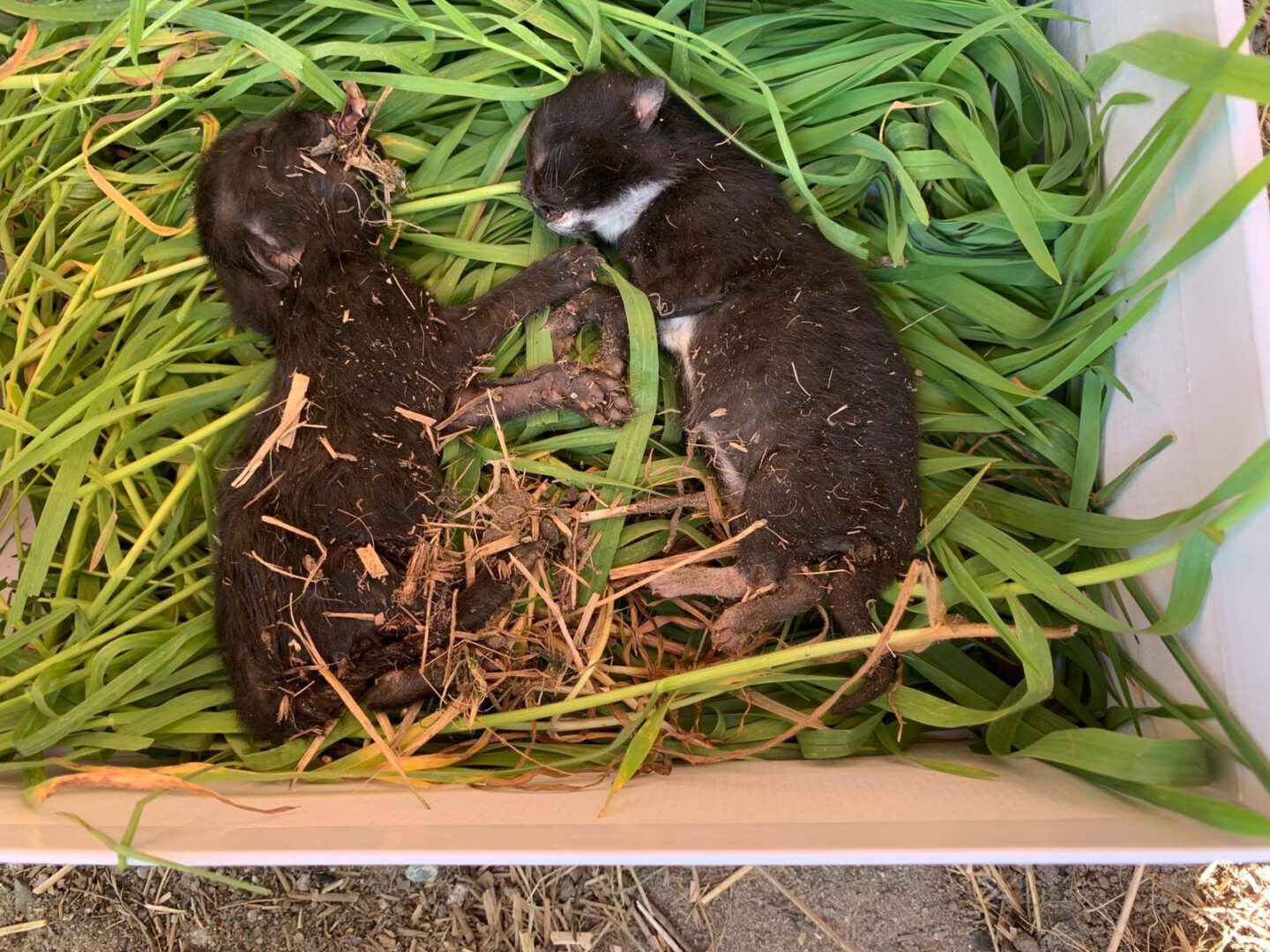 R.I.P.Babys1.jpg (1600×1200)