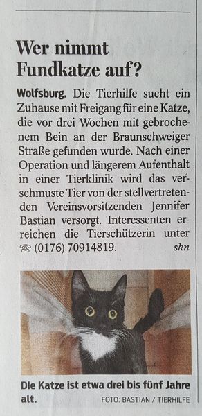 Wer nimmt Fundkatze auf?
