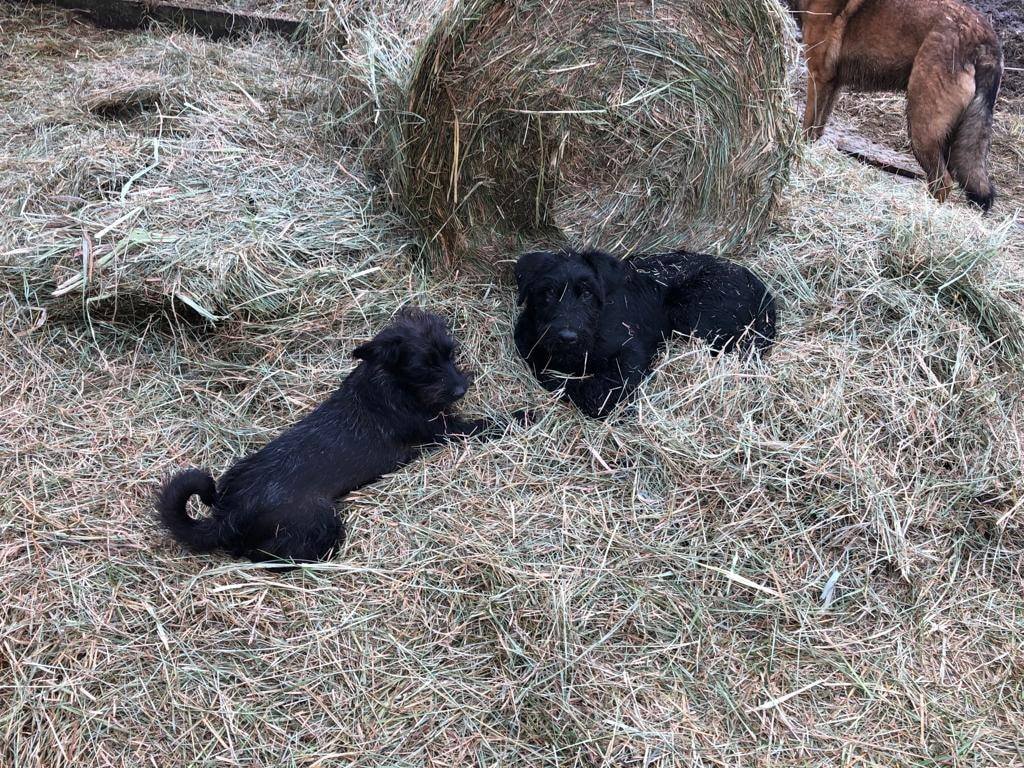 Silvester, Cinderella und Dornröschen wünschen euch ein schönes Wochenende.