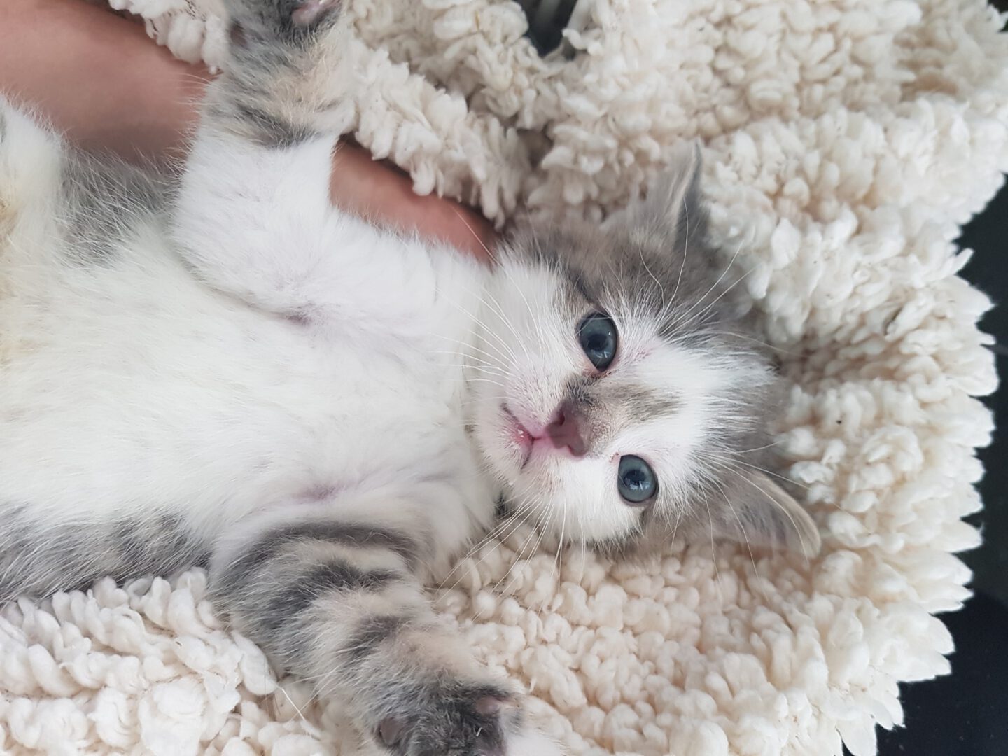 SchubkarrenMilch.jpg (2048×1536)