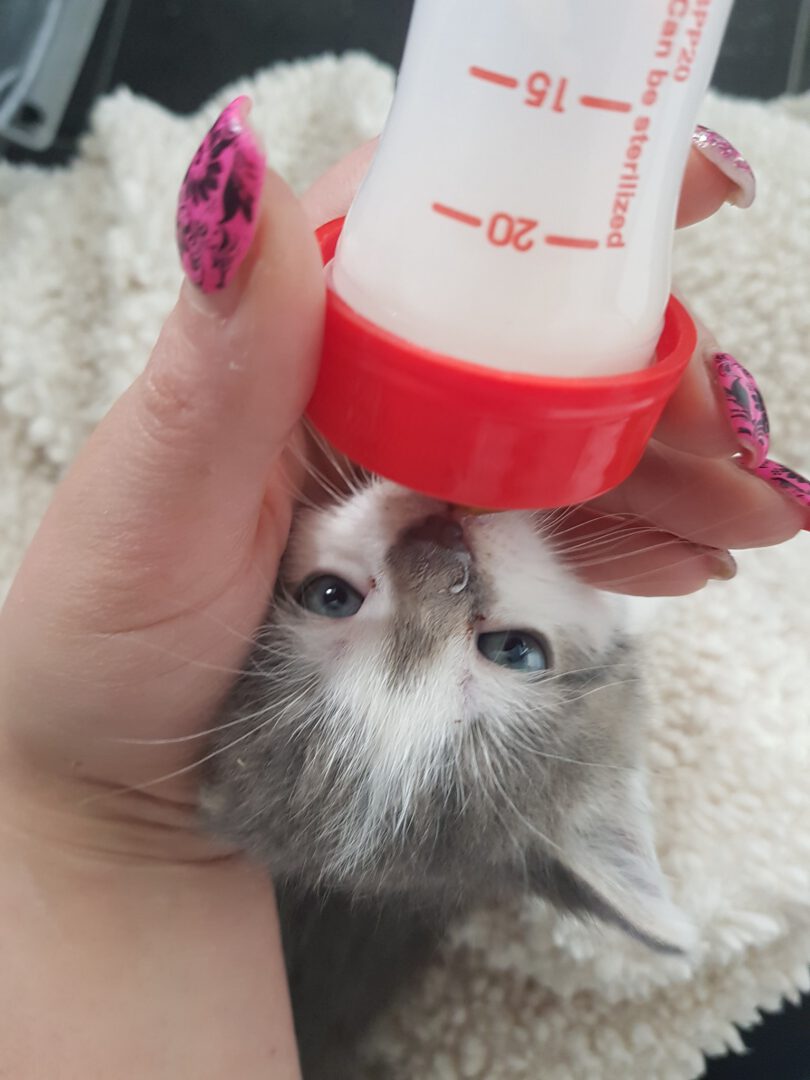 SchubkarrenMilch1.jpg (1536×2048)