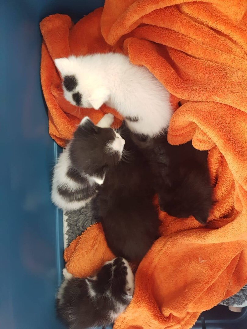 SchubkarrenMilch4.jpg (1080×1440)