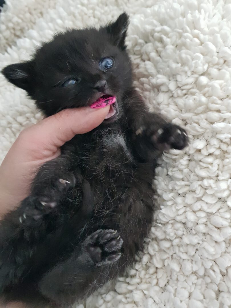 SchubkarrenMilch5.jpg (1536×2048)