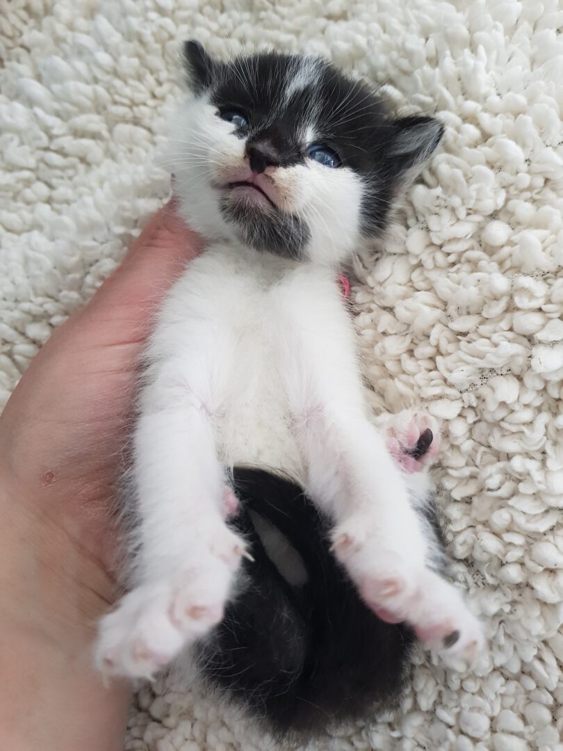 SchubkarrenMilch6.jpg (1536×2048)