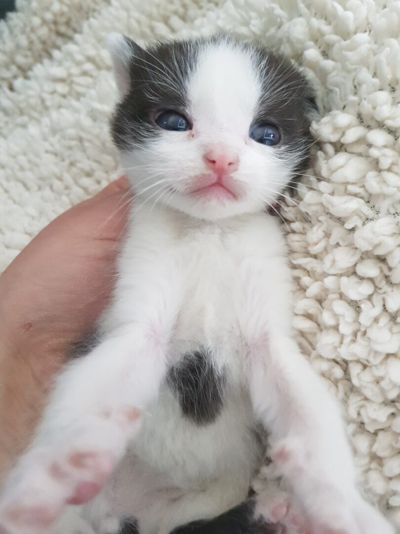 SchubkarrenMilch7.jpg (1536×2048)