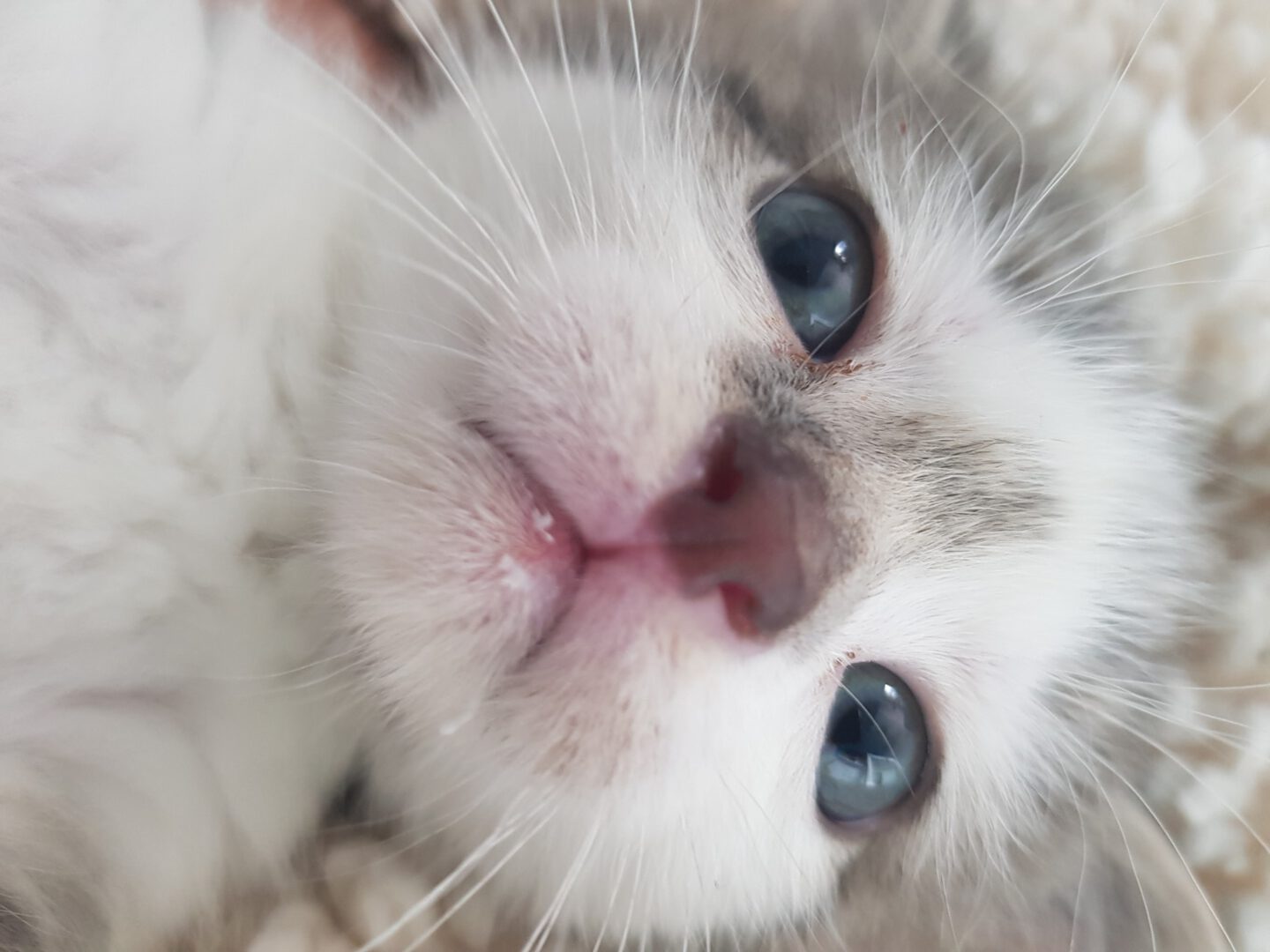 SchubkarrenMilch9.jpg (2048×1536)