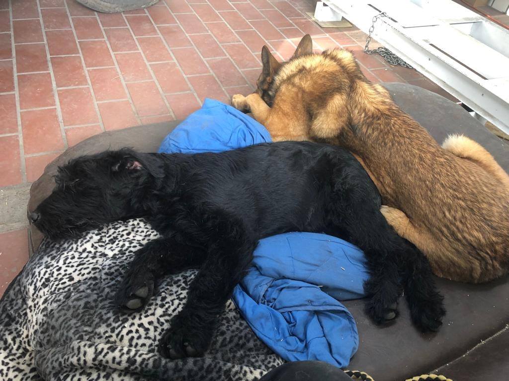 Riesen Baby Silvester :-)