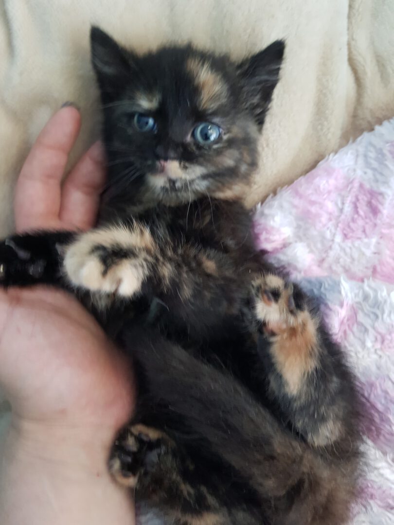 StreuselKellerschacht.jpg (1536×2048)