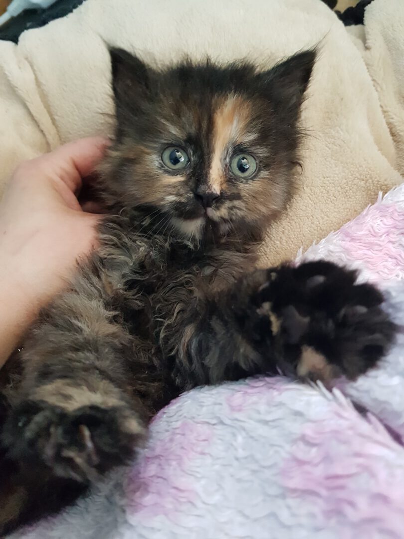 StrolchiKellerschacht.jpg (1536×2048)