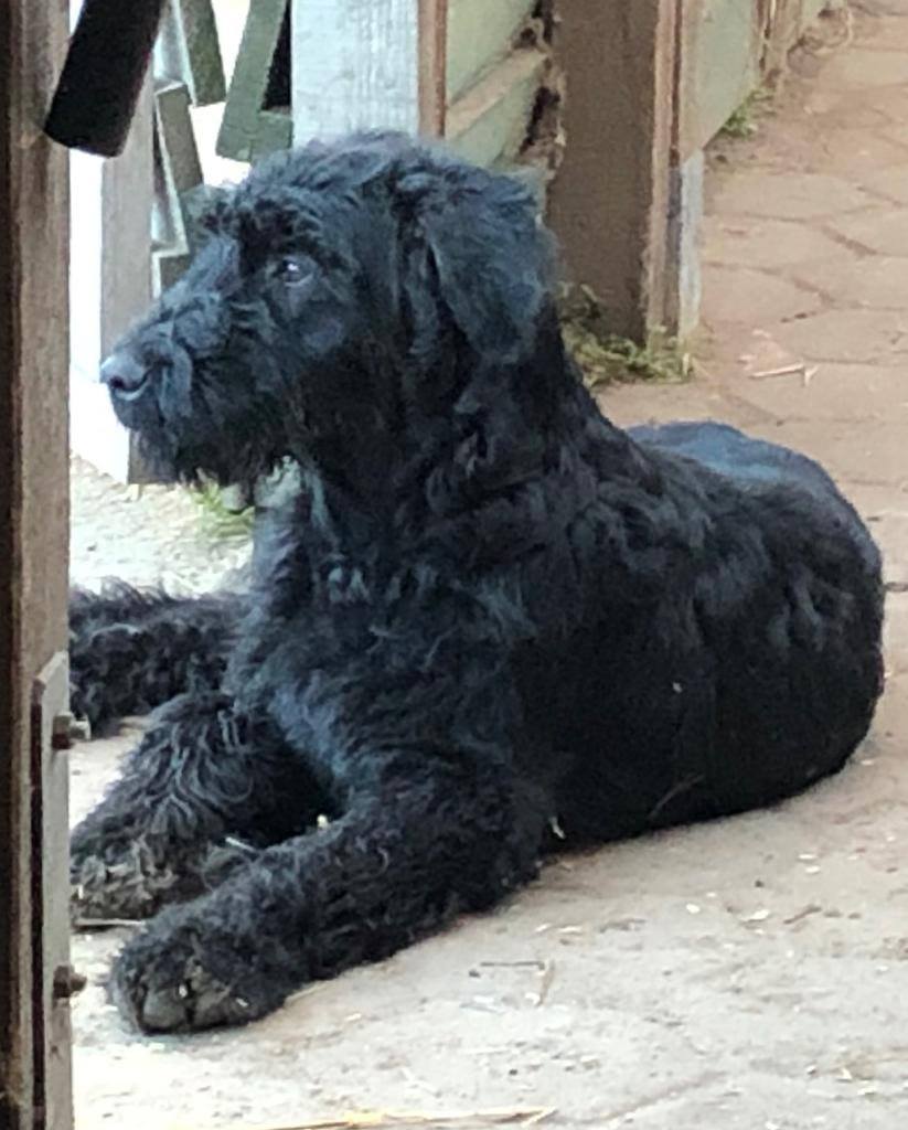 SylvesterGrüße.jpg (823×1024)