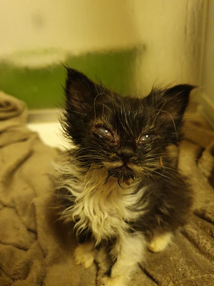 Die Kleinen kämpfen sich echt durch!